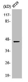 Western Blot analysis of COS7 cells using MEK-1/2 Polyclonal Antibody