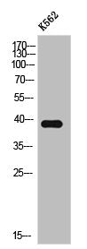 Western Blot analysis of K562 cells using MEK-3 Polyclonal Antibody
