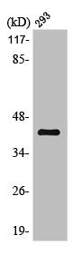 Western Blot analysis of 293 cells using MEK-6 Polyclonal Antibody