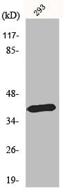 Western Blot analysis of HepG2 cells using MEL-1B-R Polyclonal Antibody