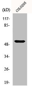 Western Blot analysis of COLO205 cells using Melanopsin Polyclonal Antibody