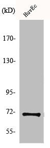 Western Blot analysis of HuvEc cells using Menin Polyclonal Antibody