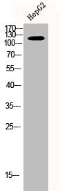 Western Blot analysis of HEPG2 cells using MerTK Polyclonal Antibody