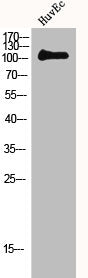 Western Blot analysis of HuvEc cells using MerTK/Tyro3 Polyclonal Antibody