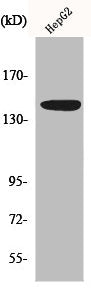 Western Blot analysis of HepG2 cells using Met Polyclonal Antibody