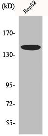 Western Blot analysis of HepG2 cells using Met Polyclonal Antibody