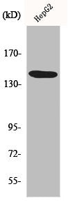 Western Blot analysis of HepG2 cells using Met Polyclonal Antibody