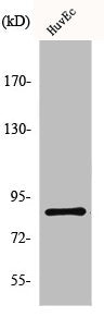 Western Blot analysis of HuvEc cells using Mfn2 Polyclonal Antibody