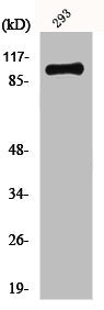 Western Blot analysis of 293 cells using mGluR-4 Polyclonal Antibody