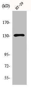 Western Blot analysis of HT29 cells using mGluR5 Polyclonal Antibody