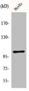 Western Blot analysis of HuvEc cells using mGluR-7 Polyclonal Antibody