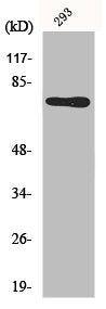 Western Blot analysis of 293 cells using Midline-1 Polyclonal Antibody