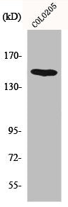 Western Blot analysis of COLO205 cells using MINK1 Polyclonal Antibody