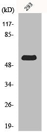 Western Blot analysis of 293 cells using MIPP Polyclonal Antibody