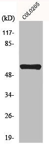Western Blot analysis of COLO205 cells using MITF Polyclonal Antibody