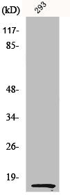 Western Blot analysis of 293 cells using MK Polyclonal Antibody