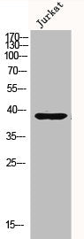 Western Blot analysis of Jurkat cells using MKP-1 Polyclonal Antibody
