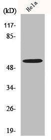 Western Blot analysis of K562 cells using MLKL Polyclonal Antibody