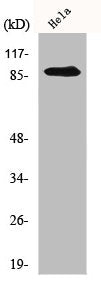 Western Blot analysis of HeLa cells using MLTK Polyclonal Antibody
