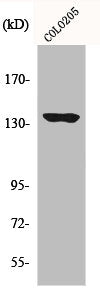 Western Blot analysis of COLO205 cells using MN1 Polyclonal Antibody