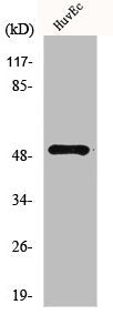 Western Blot analysis of HuvEc cells using Mnk1 Polyclonal Antibody