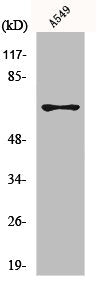 Western Blot analysis of A549 cells using MNT Polyclonal Antibody