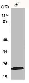 Western Blot analysis of 293 cells using Mob1A Polyclonal Antibody