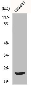 Western Blot analysis of COLO205 cells using Mob3B Polyclonal Antibody
