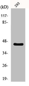 Western Blot analysis of 293 cells using MOR-1 Polyclonal Antibody