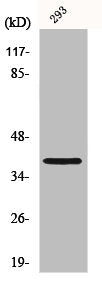 Western Blot analysis of 293 cells using Mos Polyclonal Antibody