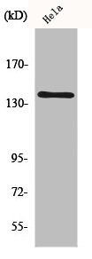Western Blot analysis of RAW264.7 cells using MOV10L1 Polyclonal Antibody