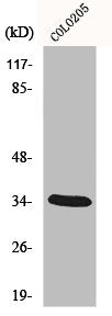 Western Blot analysis of COLO205 cells using MOX-2 Polyclonal Antibody