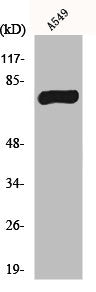 Western Blot analysis of A549 cells using MPP9 Polyclonal Antibody