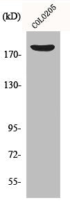 Western Blot analysis of COLO205 cells using MRCKβ Polyclonal Antibody