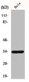 Western Blot analysis of HeLa cells using MRGE Polyclonal Antibody