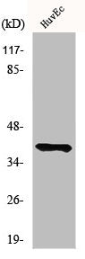 Western Blot analysis of HuvEc cells using MRGF Polyclonal Antibody