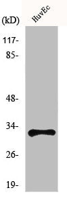 Western Blot analysis of HuvEc cells using MRGG Polyclonal Antibody