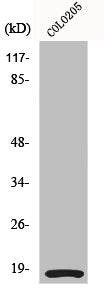 Western Blot analysis of COLO205 cells using MRLC2 Polyclonal Antibody