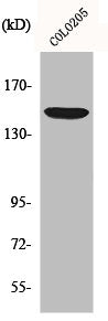 Western Blot analysis of COS7 cells using MRP7 Polyclonal Antibody