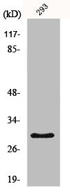 Western Blot analysis of COLO205 cells using MRP-L10 Polyclonal Antibody