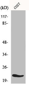 Western Blot analysis of COS7 cells using MRP-L11 Polyclonal Antibody