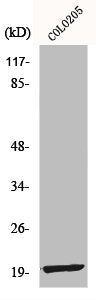 Western Blot analysis of COLO205 cells using MRP-L12 Polyclonal Antibody
