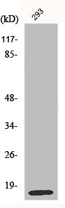 Western Blot analysis of COLO205 cells using MRP-L14 Polyclonal Antibody