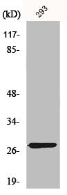 Western Blot analysis of 293 cells using MRP-L16 Polyclonal Antibody