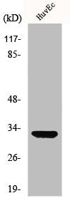 Western Blot analysis of HuvEc cells using MRP-L24 Polyclonal Antibody