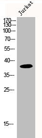 Western Blot analysis of Jurkat cells using MRP-L3 Polyclonal Antibody