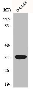 Western Blot analysis of COLO205 cells using MRP-L4 Polyclonal Antibody