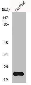 Western Blot analysis of COLO205 cells using MRP-L40 Polyclonal Antibody