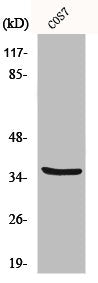 Western Blot analysis of COS7 cells using MRP-L44 Polyclonal Antibody