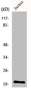 Western Blot analysis of Jurkat cells using MRP-L54 Polyclonal Antibody
